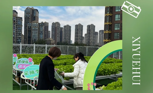 成都月子中心農場主|共享菜地，開啟有機坐月子生活7